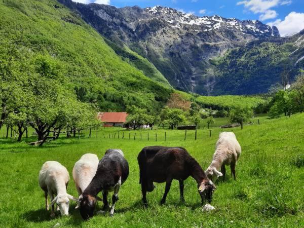 Apartment Pretner, Lepena Soča Kültér fotó
